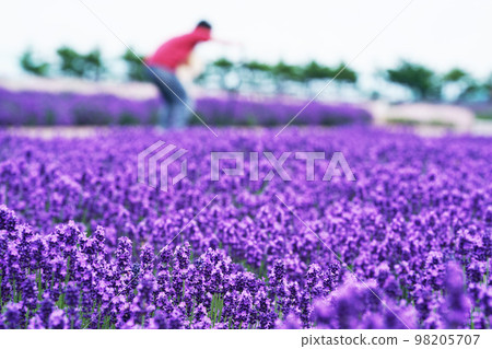 Lavender fields in full bloom, people watching, Hokkaido Lavender fields in full bloom, people watching, Hokkaido 98205707