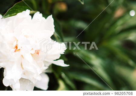 Background of white peony close-up in front of green bushes Background of white peony close-up in front of green bushes 98205708
