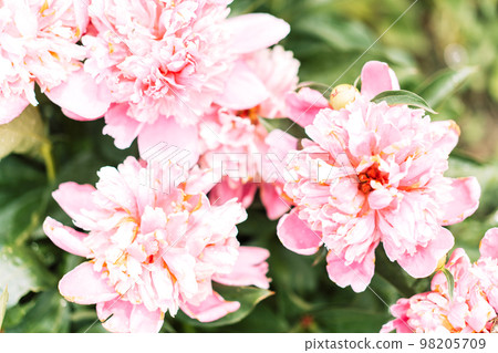 Floral background from a bush of purple peonies Floral background from a bush of purple peonies 98205709