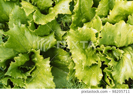 Cabbage salad leaves with water drops close-up 98205711