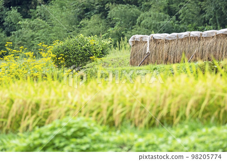 Satoyama's autumn colors Scenery with rice paddies Misasa-cho Satoyama's autumn colors Scenery with rice paddies Misasa-cho 98205774