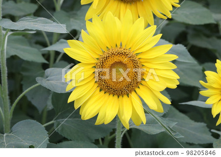 sunflower sunflower 98205846