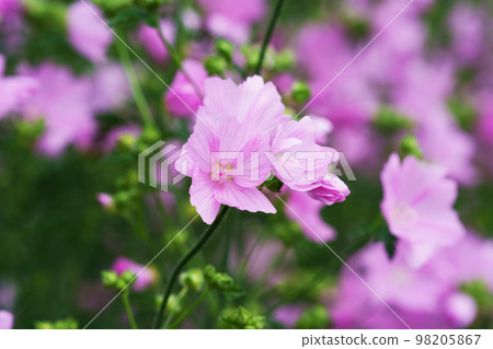 Muskmallow in full bloom Muskmallow in full bloom 98205867