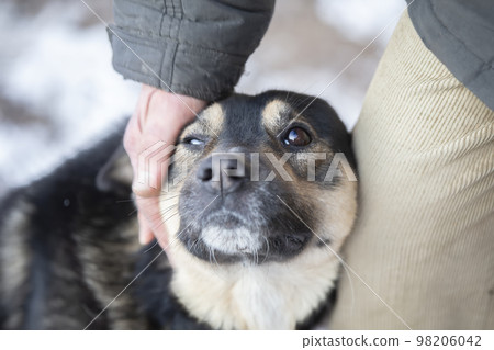The hand strokes the dog with sad eyes. The hand strokes the dog with sad eyes. 98206042