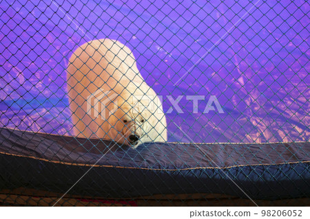 The polar bear in the circus looks from behind the net with sad eyes. 98206052