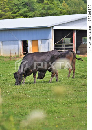 Scenery of Japanese beef and ranch Scenery of Japanese beef and ranch 98206502