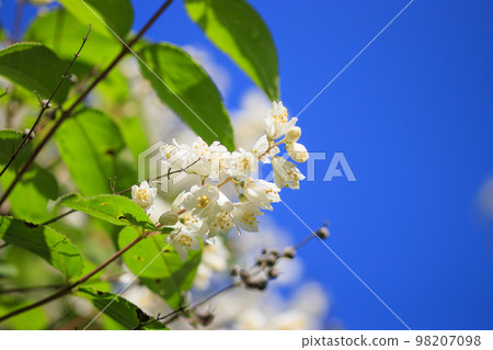 Hakuunboku flowers that bloom in the forest in early summer and shine against the blue sky 98207098