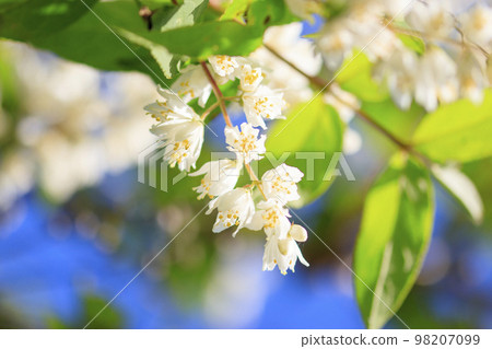 Hakuunboku flowers that bloom in the forest in early summer and shine against the blue sky 98207099