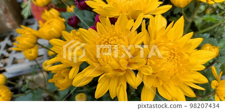 菊花 菊花 98207434