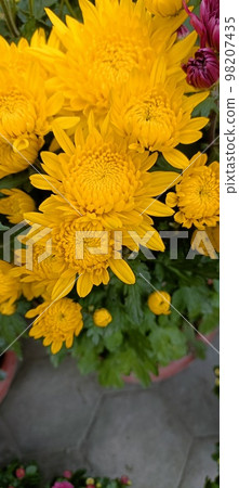 菊花 98207435