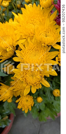 菊花 菊花 98207436