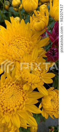 菊花 菊花 98207437