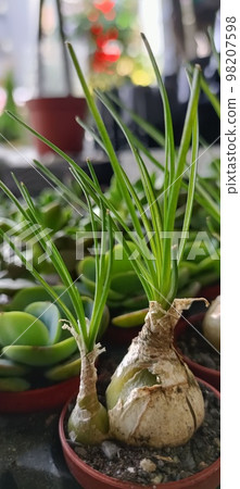 哨兵花多肉 98207598