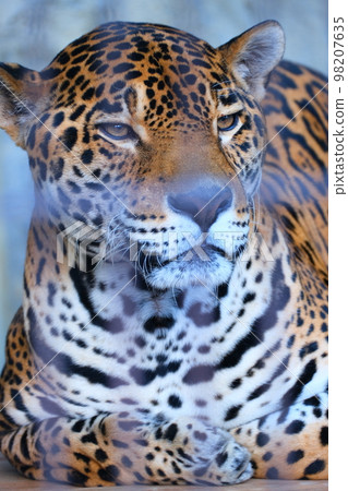 秋天的愛知縣東山動植物園 98207635