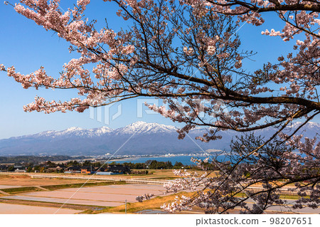 [新潟縣/佐渡]早春佐渡路線/兩津灣四月 98207651