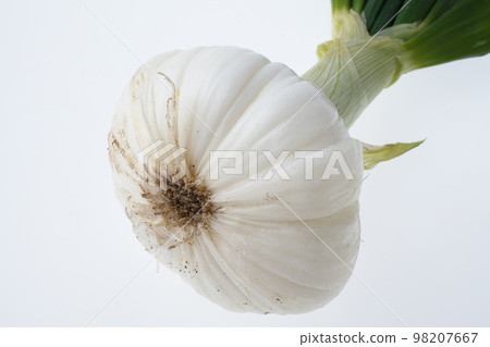 Salad onion white background Salad onion white background 98207667