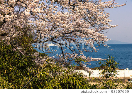 [Niigata Prefecture/Sado] Early Spring Sado Route/Ryotsu Bay April 98207669