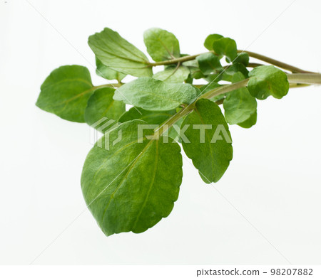 西洋菜 西洋菜 98207882