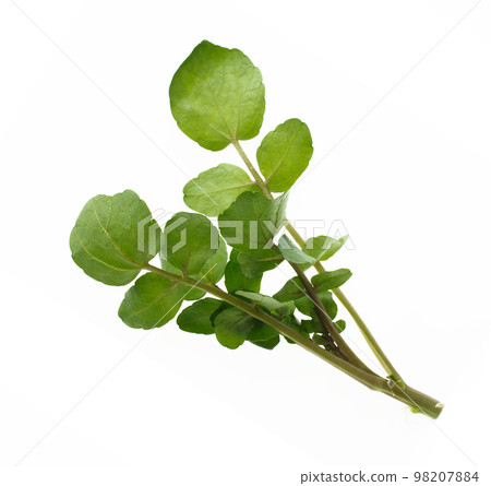 西洋菜 西洋菜 98207884