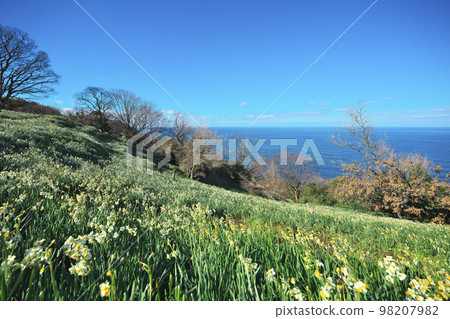 越前水仙花 越前水仙花 98207982