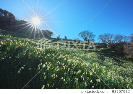 Echizen daffodil 98207983