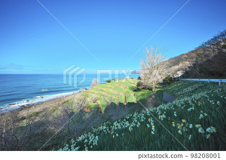 Echizen daffodil 98208001