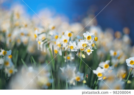 越前水仙花 越前水仙花 98208004