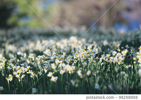Echizen daffodil Echizen daffodil 98208008