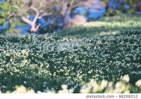 越前水仙花 98208012