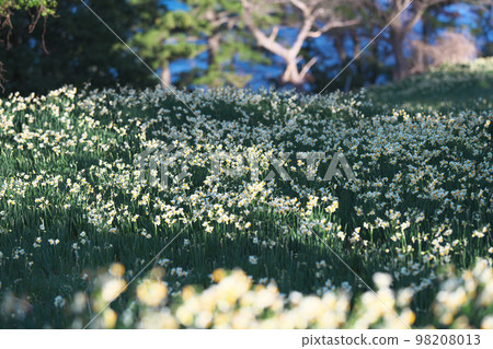 Echizen daffodil Echizen daffodil 98208013