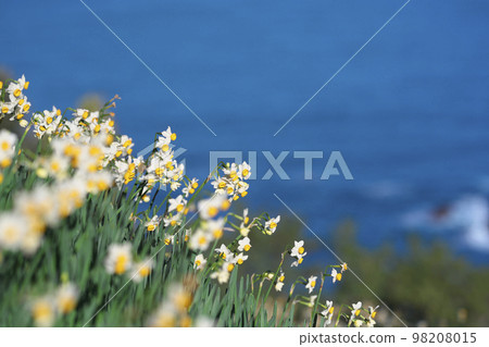 Echizen daffodil 98208015
