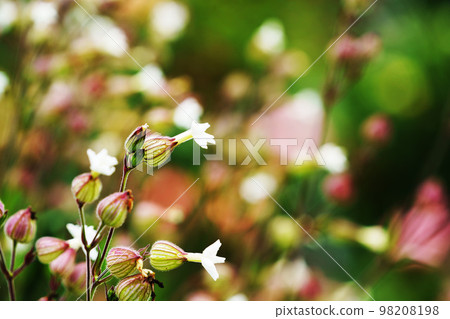 Matsuyoisennou "Yamano Kusa" 98208198