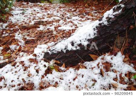 Camellia covered with snow 98209845