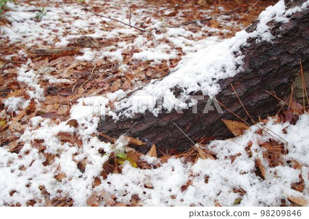Camellia covered with snow 98209846