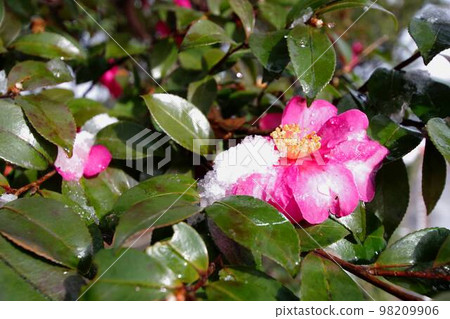 Camellia covered with snow 98209906