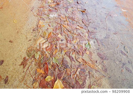 落葉沉入水坑 98209908