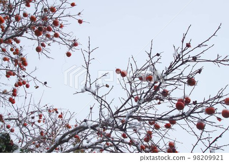 有雪的柿子樹 98209921