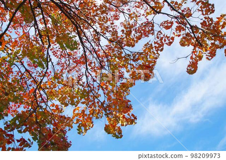 秋天的樹葉 98209973