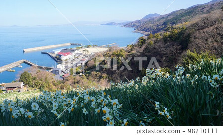 Japan Narcissus Flower Opening Road 2023 [Futami, Iyo City, Ehime Prefecture] 7 98210111