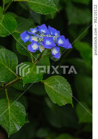 Hydrangea temple in the rain Hydrangea temple in the rain 98210112