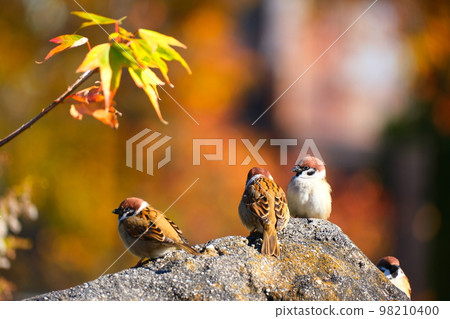 Aichi Prefecture Higashiyama Zoo and Botanical Gardens in autumn 98210400