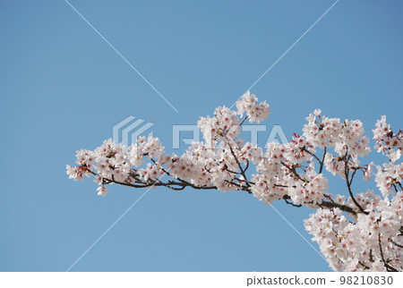 Cherry tree in full bloom Cherry tree in full bloom 98210830