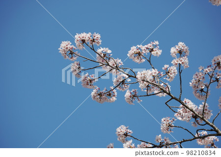Cherry blossoms blooming dignifiedly in the blue sky Cherry blossoms blooming dignifiedly in the blue sky 98210834