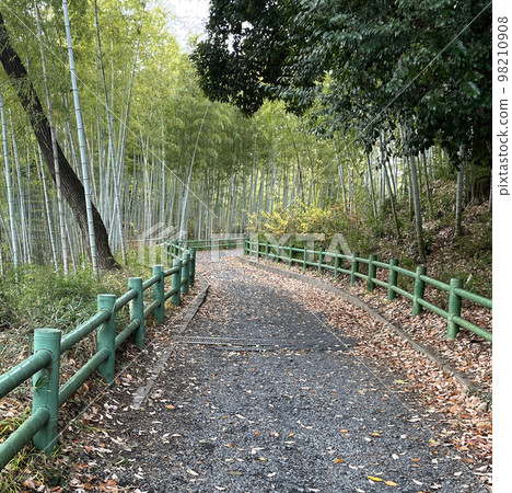 Small diameter of bamboo grove Small diameter of bamboo grove 98210908
