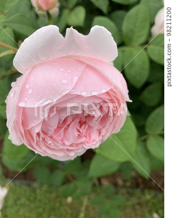 粉紅色的玫瑰在雨中濕潤 98211200