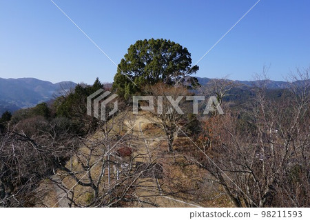 岡山縣津山市寒原神社的神樹(寒原神社大阪內殿):從緋梅山展望台眺望 岡山縣津山市寒原神社的神樹(寒原神社大阪內殿):從緋梅山展望台眺望 98211593