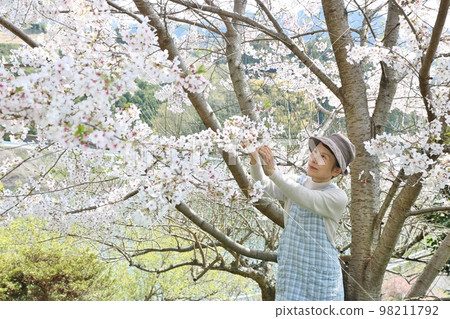 Senior woman lifting a branch of cherry blossoms and looking at the flowers Knee up 98211792