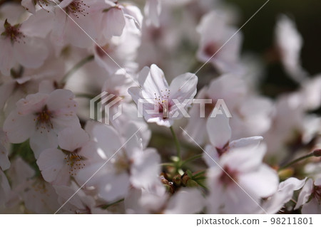 櫻花0201 98211801