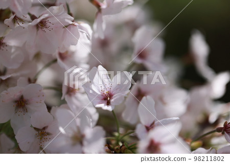 Sakura 0202 98211802