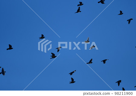 Pigeons 98211900